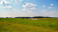 Green Field Black Cows Pond artistic