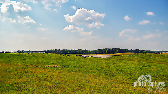 Green Field Black Cows Pond artistic