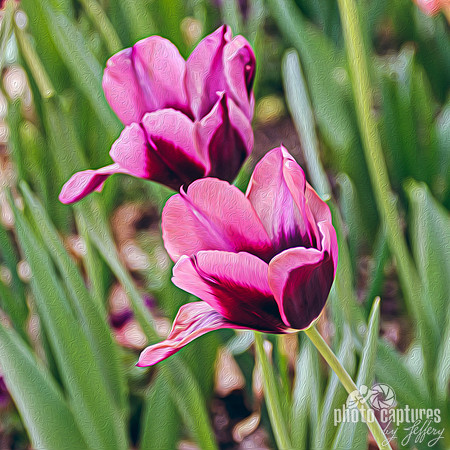 Back to back Purple Pink Tulips square