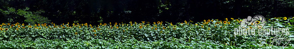 Sunflower Panorama
