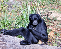 Primates