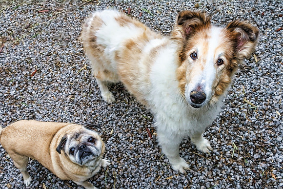 Jake and Kip Looking Upward 02082014C