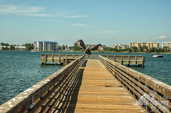 Eastern Brown Pelican In Flight Fishing Pier