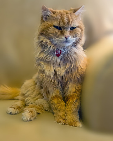 Rosie 11