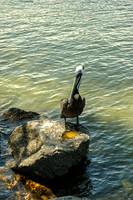 Eastern Brown Pelican Perched on Rock Portrait
