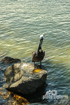 Eastern Brown Pelican Perched on Rock Portrait