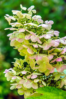 Flowers-Floral-Blooms