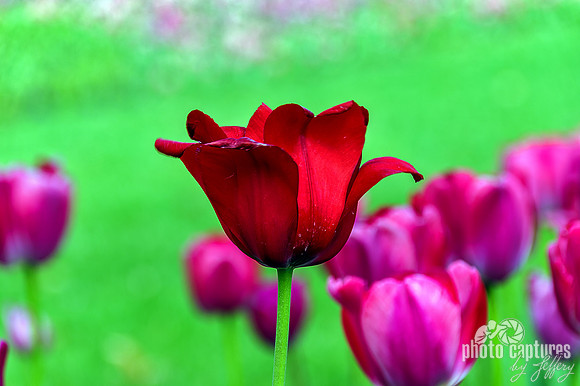 Dark Red and Purple Tulips