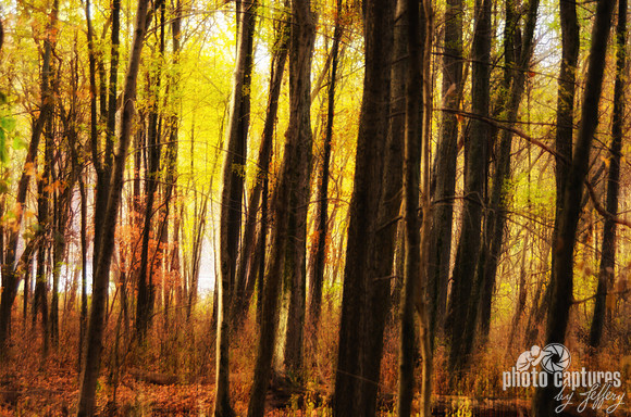 The Dark Forest Mood