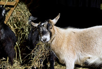 Farm Animals