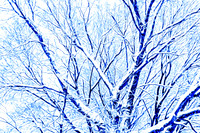 Snow Covered Barren Tree artistic rendering blue tint