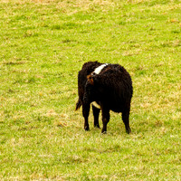 Belted Galloway Cow Head Turned Square