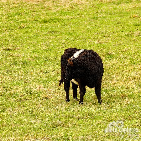 Belted Galloway Cow Head Turned Square