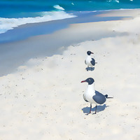 Artistic rendering of Two Laughing Gulls Square