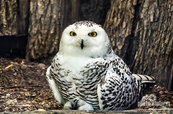 Wide Eyed Snowy Owl Perched On Ground