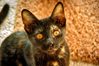 Adorable Tortoiseshell Female Kitten