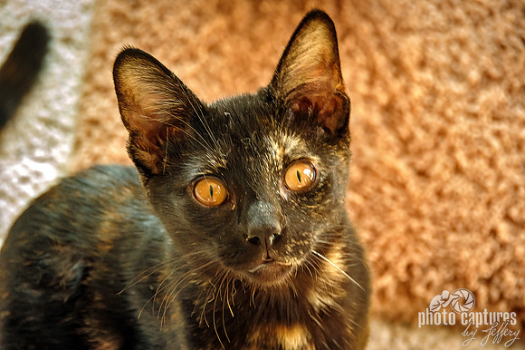 Adorable Tortoiseshell Female Kitten