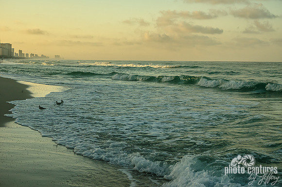 Hydroprogne Caspia Three In Ocean Waves