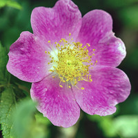 Climbing Rose Rosa Wildflower