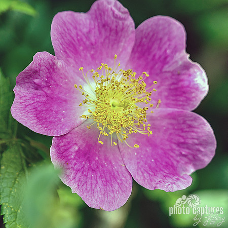 Climbing Rose Rosa Wildflower