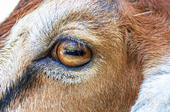 Goat tan eye