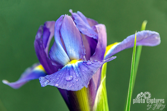 Close landscape view of Dutch Iris