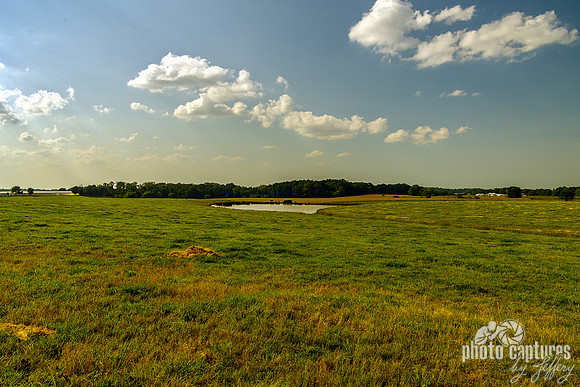 Country Landscape Pond Black Cows