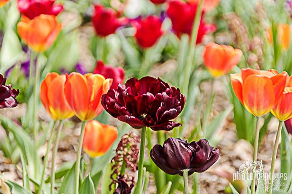 Burgundy Red Orange Tulips