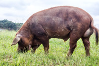 Side view of big boar