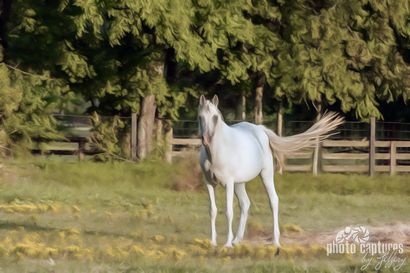 White Horse Tail Upward Artistic Rendering