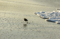 Waterfowl