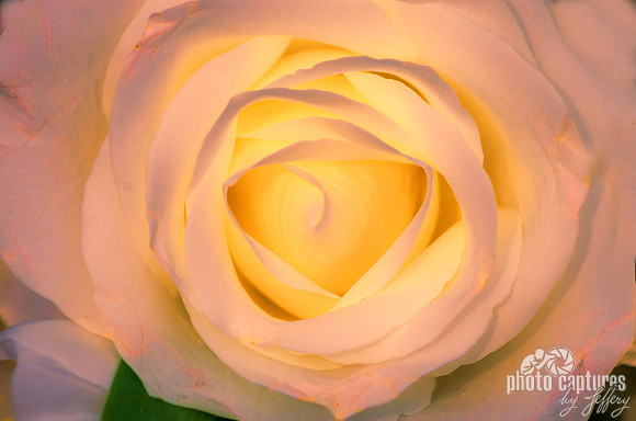 The Glow of a White Rose