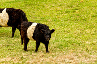 Oreo Calf With Grass In Mouth