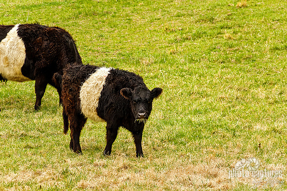 Oreo Calf With Grass In Mouth