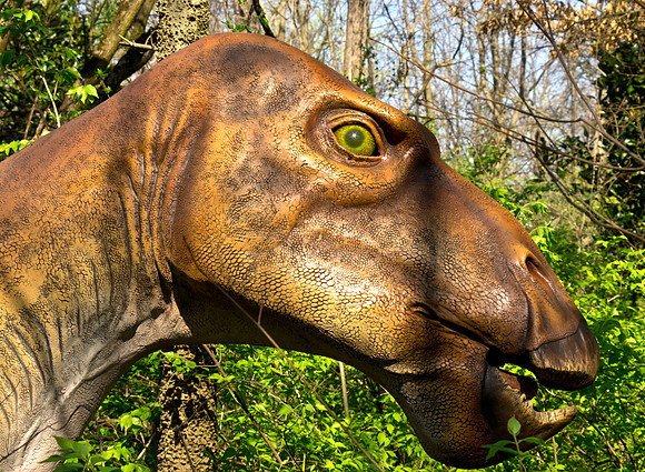 Protohadrus