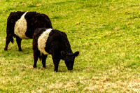 Mom and Calf grazing