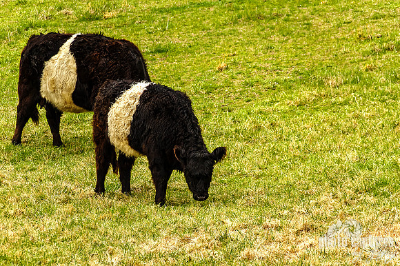 Mom and Calf grazing