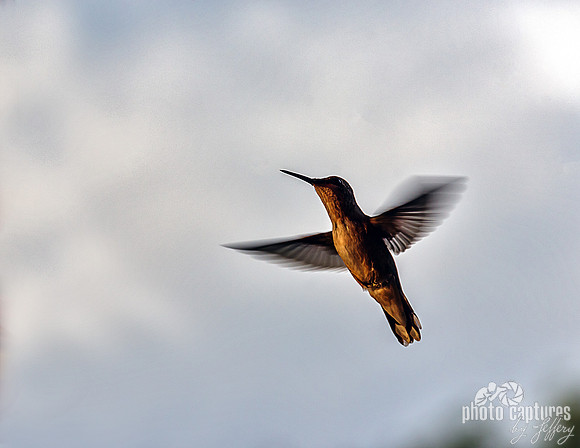 Under Belly Glow Hummingbird In Flight 8.5x11