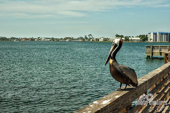 Eastern Brown Pelican Landscape