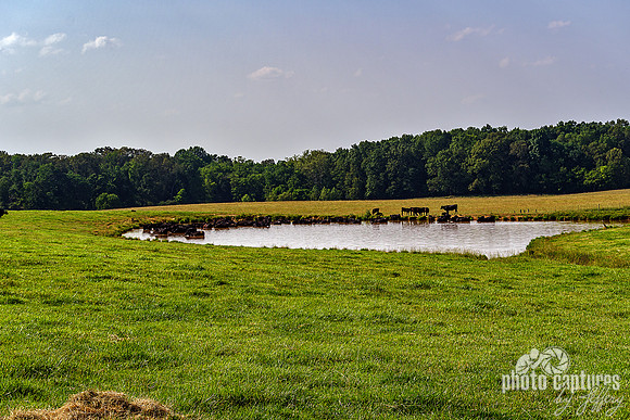 Pasture Landscape View Cows Pond Field