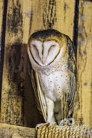 Barn Owl Standing On One Leg