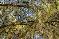 Spanish Moss artistic rendering