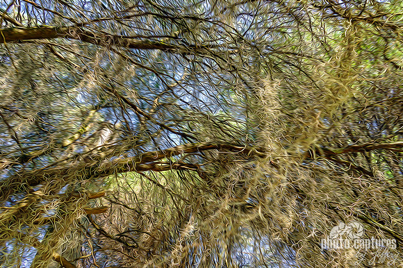Spanish Moss artistic rendering
