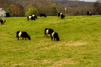 Oreo Cows Grazing