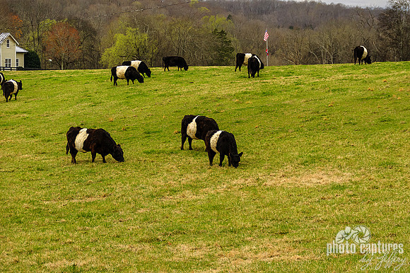 Oreo Cows Grazing