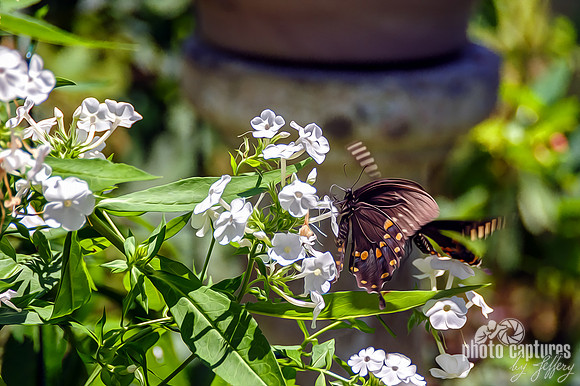 Eastern Black Swallowtail butterflies artistic painterly rendering