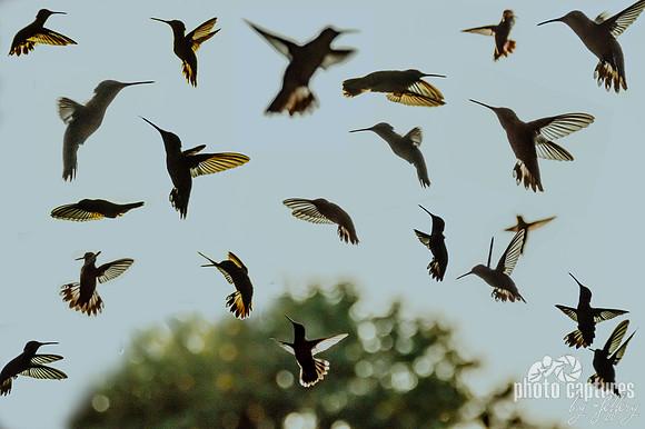 Several Hummingbirds Against Light Blue Sky