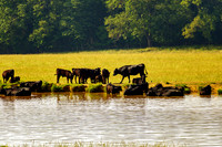 Black Cows Some In Pond Some Out