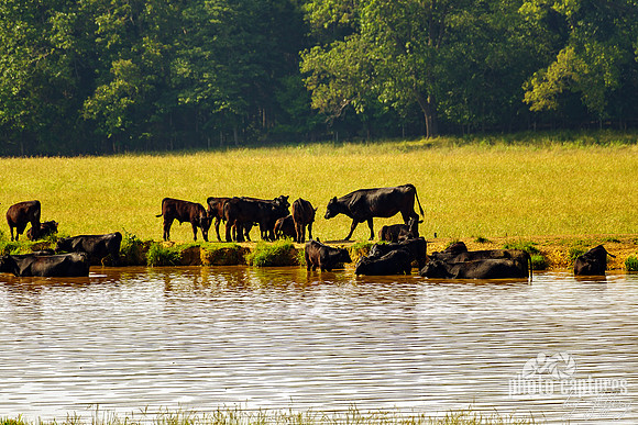 Black Cows Some In Pond Some Out