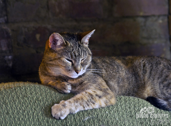 Kitty Cat On Back of Chair